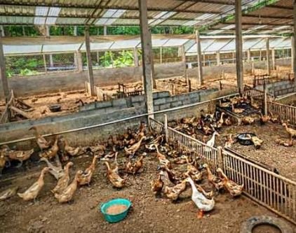 Soal Kandang Bebek Ratusan Juta, Kades Paya Gambar Klaim Baru Digunakan Rp65 Juta