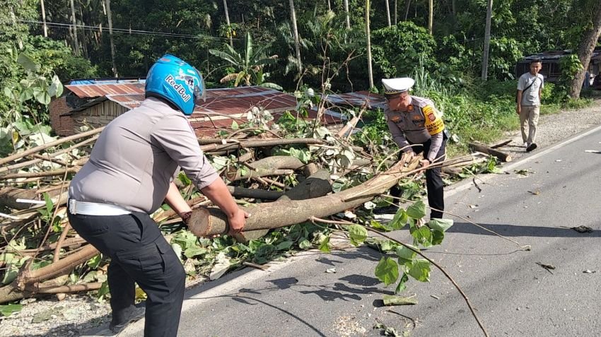 Satlantas Polres Padangsidimpuan Sigap Atur Lalu Lintas Akibat Pohon Tumbang di Jalan Imam Bonjol
