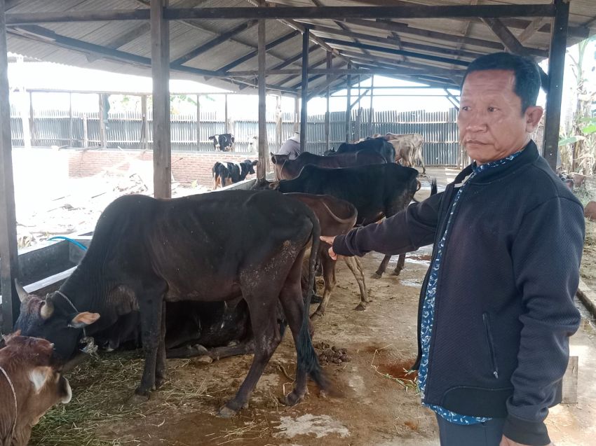 Program Penggemukan Sapi Diisukan Merugi, BumdesMa Bamban Jaya Berikan Klarifikasi