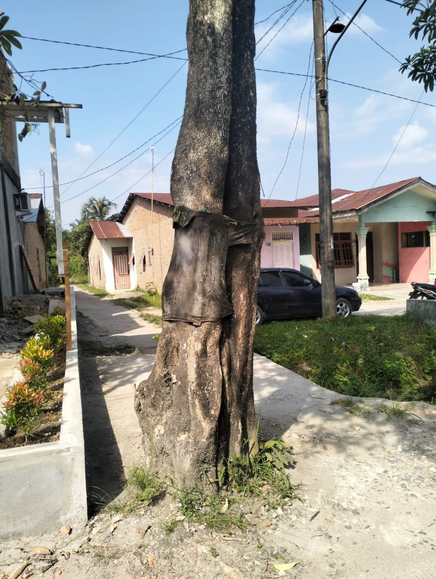 Pohon di Tengah Jalan Gang Habis Pikir, Mobil dan Becak Tak Bisa Masuk