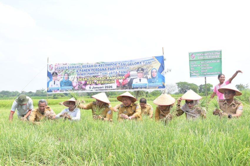 Menguntungkan! Petani Desa Sidodadi Ramunia Pilih Tanam Bawang Merah