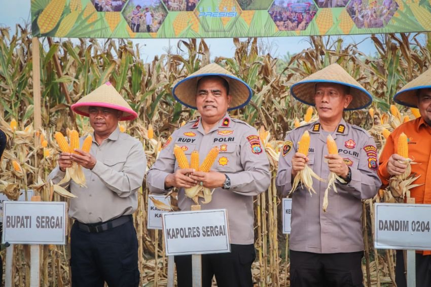 Polres Serdang Bedagai Ikut Panen Jagung Serentak Kuartal I 2026, Wakapolres dan Bupati Tegaskan Komitmen Ketahanan Pangan