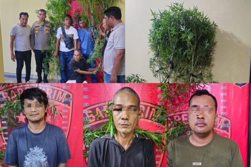 Amankan 3 Orang Pelaku, Unit Reskrim Polsek Dolok Masihul Bongkar Penanaman Ganja di Permukiman Warga