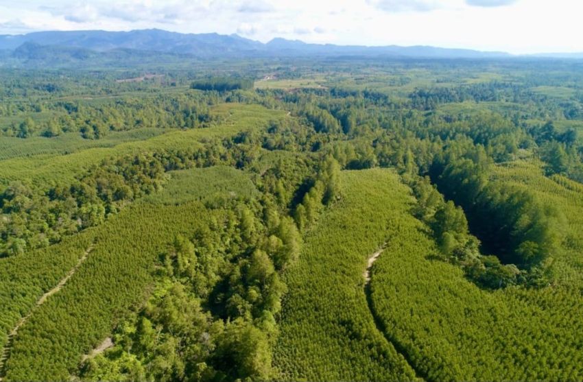 PT Toba Pulp Lestari Tbk Tegaskan Komitmen Pengelolaan Hutan Berkelanjutan, Kepatuhan Regulasi, dan Dialog Terbuka