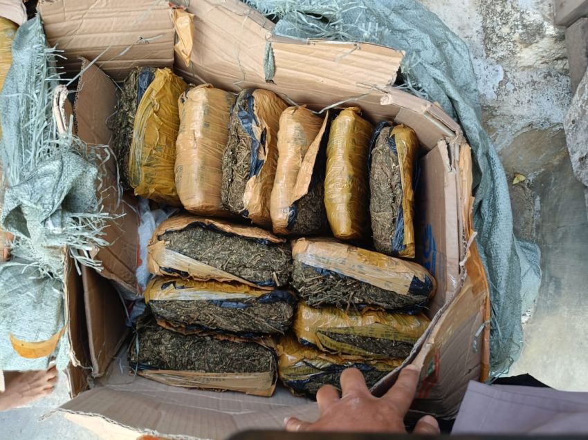 Heboh Temuan Ganja di Kampung Darek, 24 Bal Diamankan Satresnarkoba Polres Padangsidimpuan