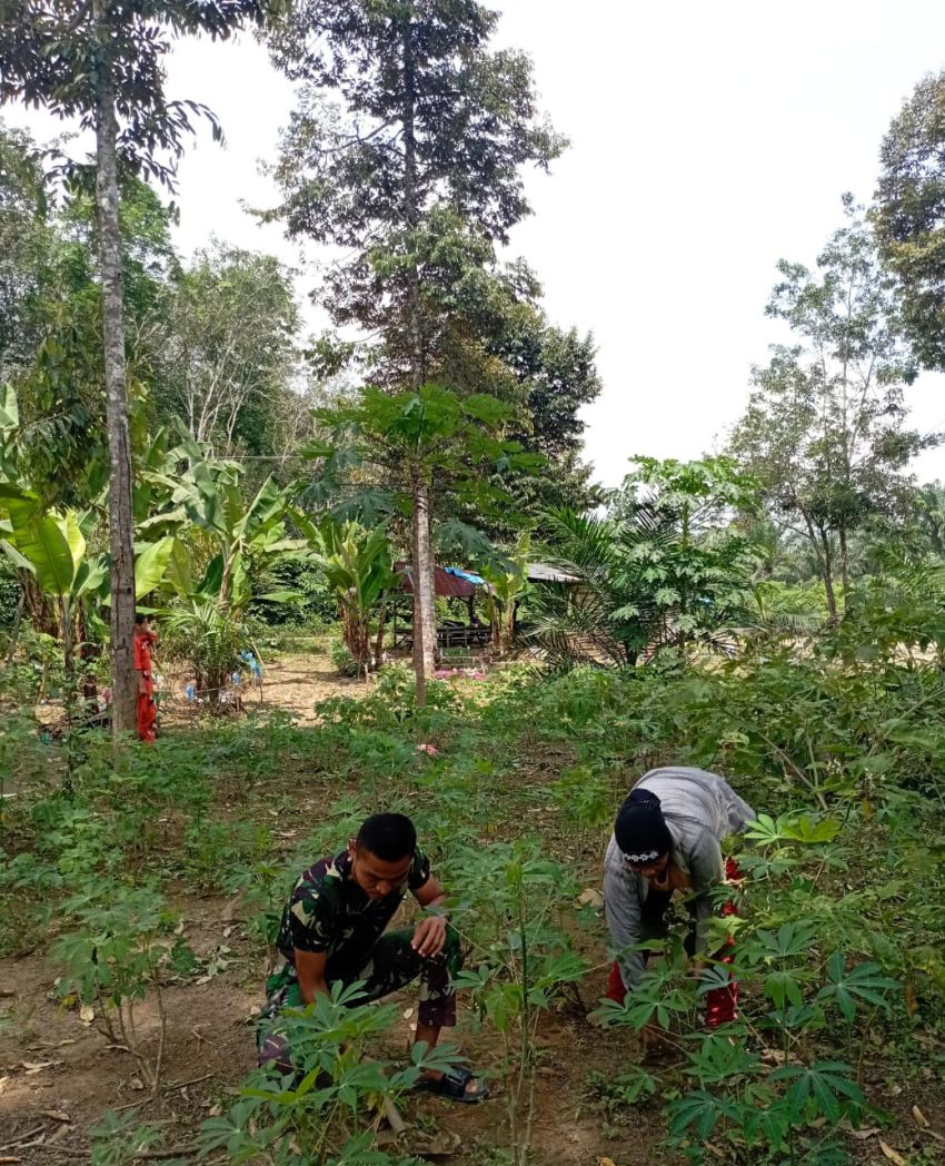 Saat TNI Turun ke Ladang, Sentuhan Tulus Satgas TMMD Ke-127 Kodim 0212/TS untuk Ibu Nur Aminah
