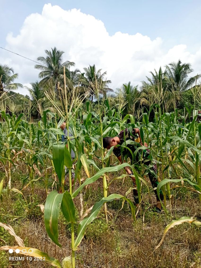 Mandi Keringat di Bawah Langit Angkola, Kala Satgas TMMD ke-127 Kodim 0212/TS Menjelma Harapan di Ladang Jagung Bapak Jahroni