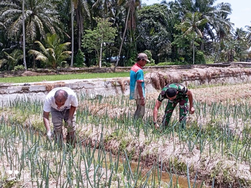 Dukung Ketahanan Pangan Desa, Satgas TMMD ke-127 Kodim 0212/TS Bahu Membahu Demi Panen Warga, Terjun Langsung ke Lahan Pertanian