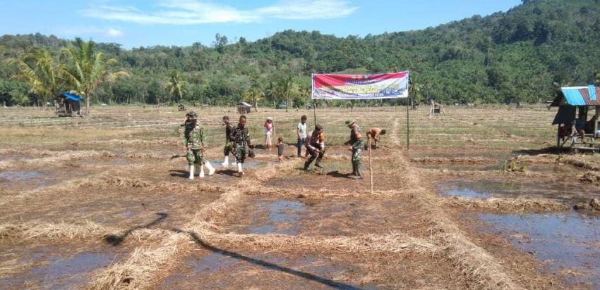 Langkah Tangguh di Tengah Sawah! Satgas TMMD ke-127 Kodim 0212/TS Guncang Desa Simataniari Lewat Aksi Tanam Padi