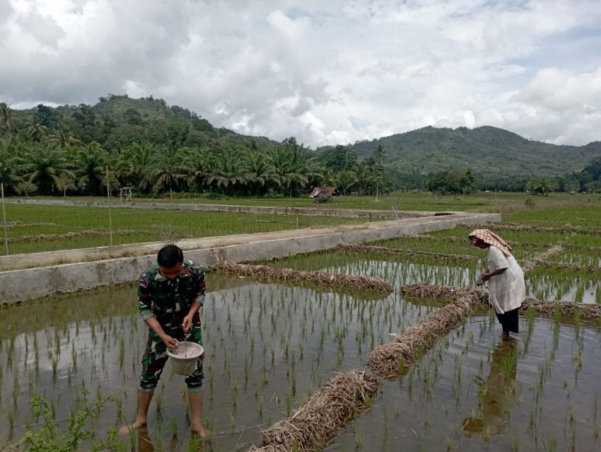 Menebar Pupuk, Menanam Harapan: Pengabdian Tulus Satgas TMMD Ke-127 Kodim 0212/Tapsel di Sawah Rakyat
