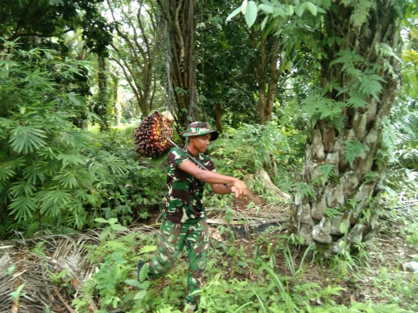 Pundak Baja di Hutan Harapan, Satgas TMMD ke-127 Kodim 0212/TS Pratu Firdaus Nababan dan Simfoni Peluh di Kebun Bapak Hariange Pane