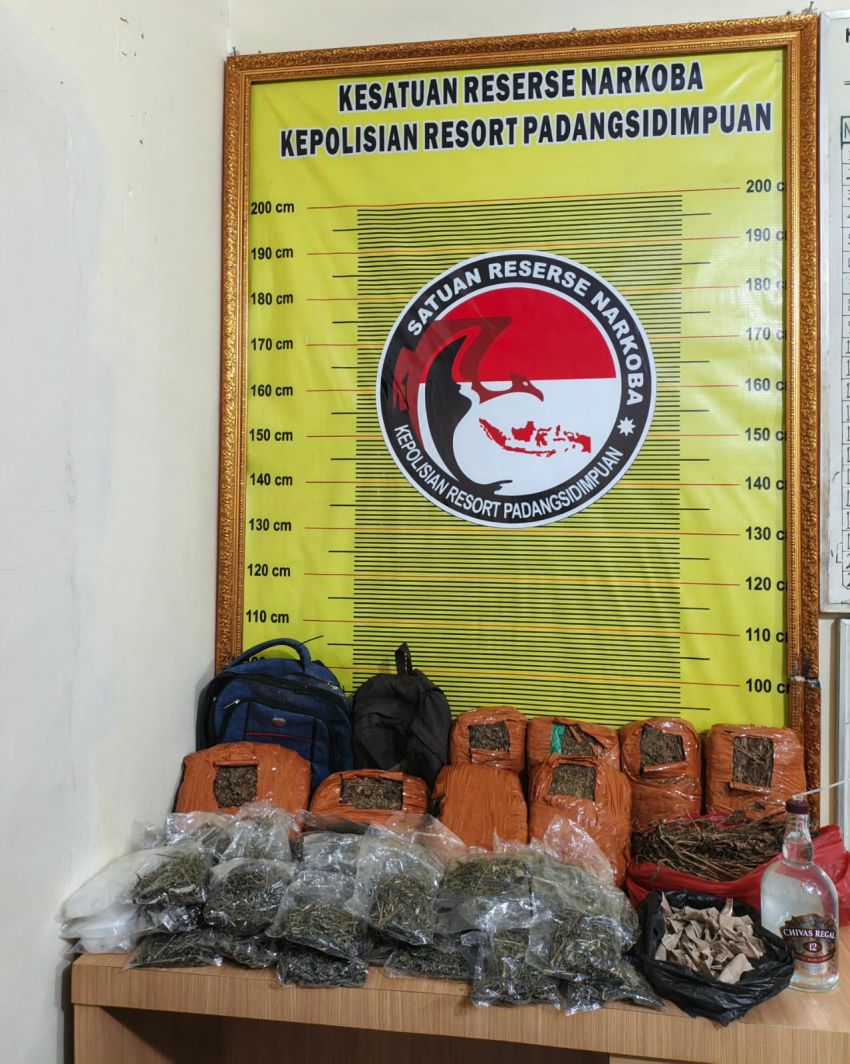 Temuan Ganja Lebih 2 Kilogram di Kampung Darek, Polres Padangsidimpuan Dalami Kepemilikan Barang Haram Tersebut