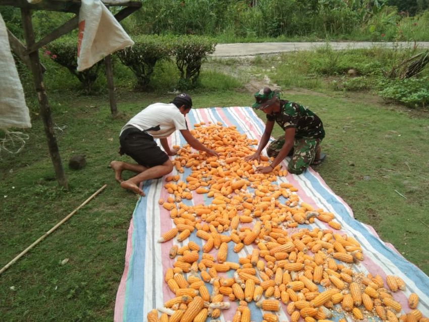 Bersama Rakyat, Satgas TMMD Kodim 0212/Tapsel Tak Hanya Menjaga Negeri, Tapi Juga Menjaga Pangan