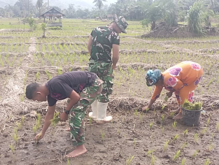 Dibalik Keringat Satgas TMMD ke-127 Kodim 0212/TS, Mengukir Senyum di Wajah Ibu Halimah Daulay Sembari Tanam Padi
