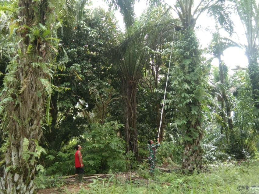 Di Tengah Rimbun Sawit, Satgas TMMD ke-127 Kodim 0212/TS Jadi Harapan Kisah Bantu Petani di Angkola Sangkunur