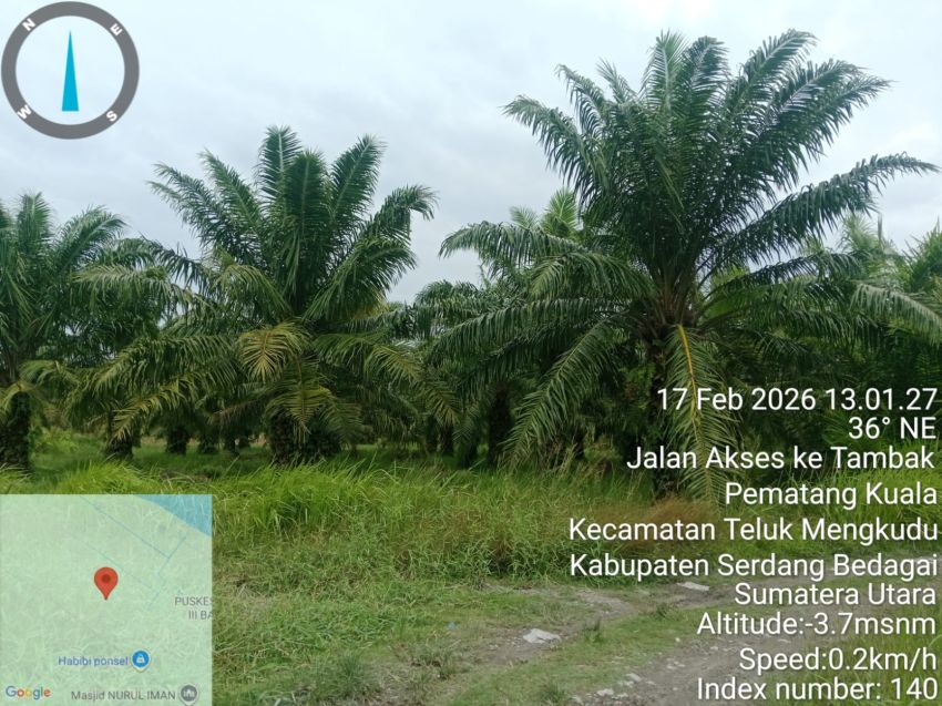 Puluhan Hektare Mangrove Berubah Jadi Sawit, Warga Pertanyakan Legalitas Lahan PT BMP Desa Pematang Kuala