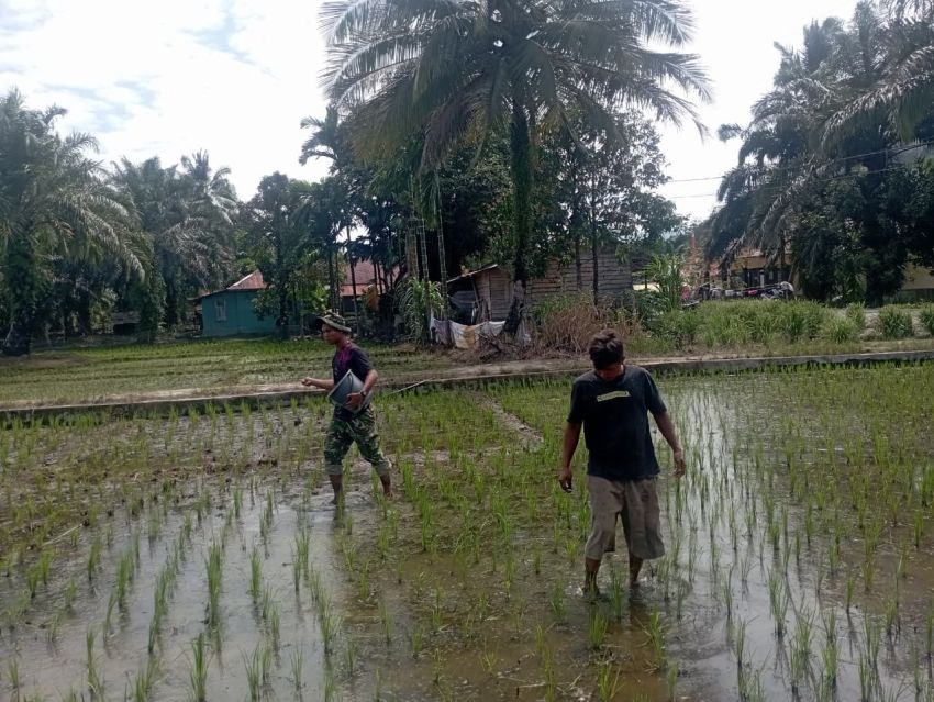 Wujudkan Ketahanan Pangan! Bukti Kemanunggalan Satgas TMMD ke-127 Kodim 0212/TS Sitinjak Bersama Petani, Turun ke Sawah Pupuk Padi Warga