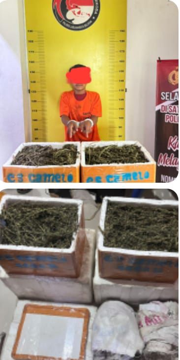 Satres Narkoba Polres Labusel Berhasil Amankan 41,569 Kg Ganja