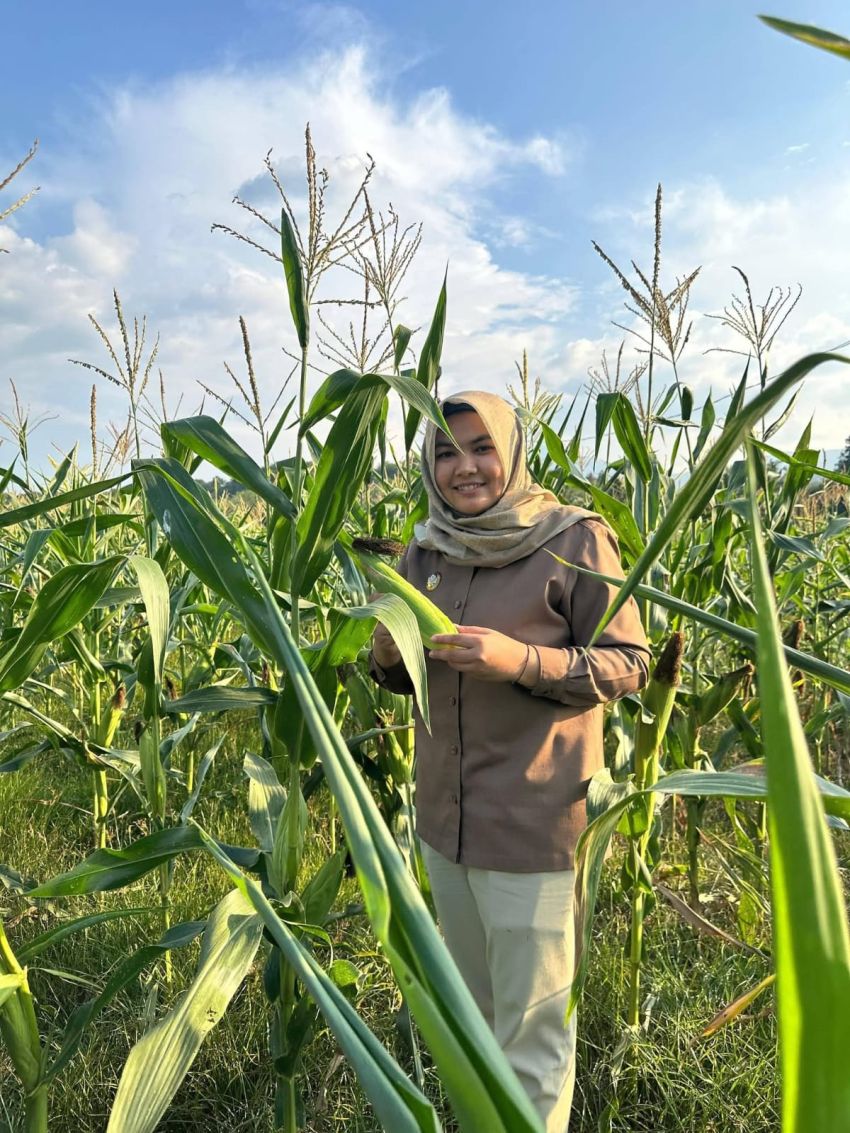 Wabup Madina Atika Azmi Beri Contoh Nyata, Pekarangan Rumah Disulap Jadi Kebun Jagung Guna Tekan Inflasi