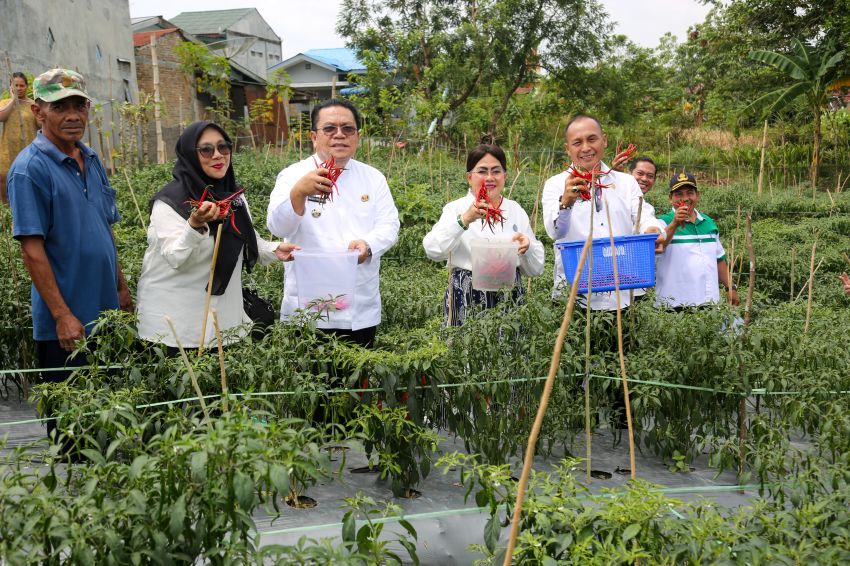 Walikota panen cabai merah di areal perladangan, lahan seorang petani di Komplek Perumahan Bukit Ono Lala