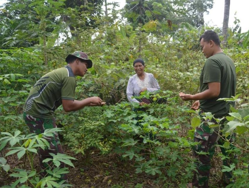 Jemari Perkasa Penabur Kasih: Kala Satgas TMMD Ke-127 Kodim 0212/Tapsel Memetik Harapan di Ladang Ibu Wardia