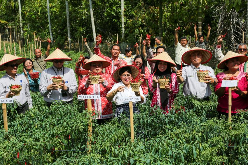 Wali dan Kepala Perwakilan Bank Indonesia panen cabai perdana Program Contract Farming di Kelurahan Setia Negara