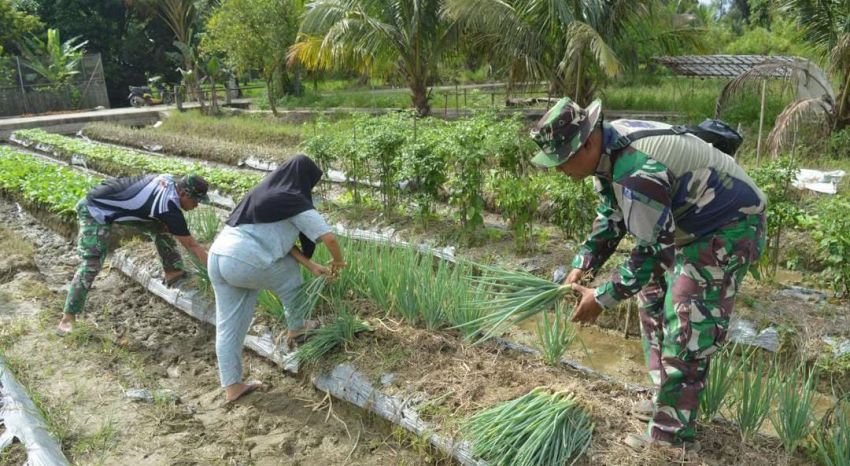 Saat Seragam Loreng Turun ke Sawah, Momen Satgas TMMD Ke-127 Kodim 0212/Tapsel Bantu Panen Bawang Prei Ibu Aniyah