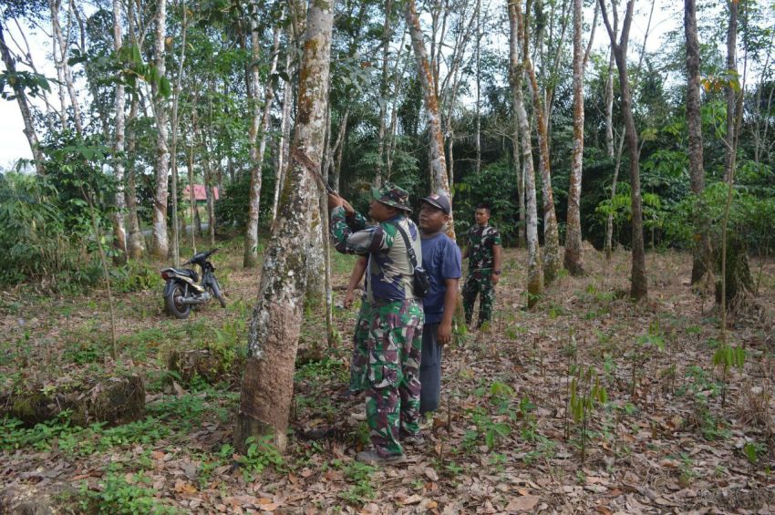 Tetes Getah, Tetes Kepedulian di Angkola Sangkunur: Satgas TMMD Ke-127 Kodim 0212/Tapsel Bantu Deres Karet Warga