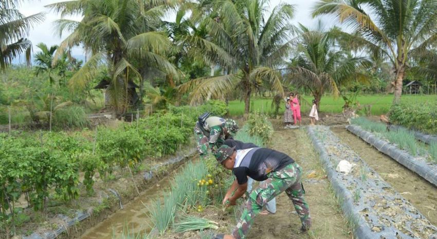 Kemanunggalan di Balik Harumnya Daun Bawang: Kisah Satgas TMMD ke-127 Kodim 0212/Tapsel Kopda Ibrahim Dalimunthe dan Ibu Aniyah