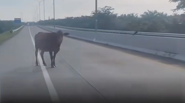 Respons Cepat Petugas Evakuasi Hewan Ternak Demi Jaga Keamanan Pengguna Jalan di Ruas Tol Medan&ndash;Kualanamu&ndash;Tebing Tinggi (MKTT)