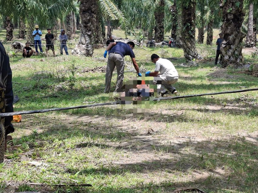 Geger!! Pria Ditemukan Tewas Bersimbah Darah di Perkebunan Sawit Socfindo Matapao, Diduga Korban Pembunuhan