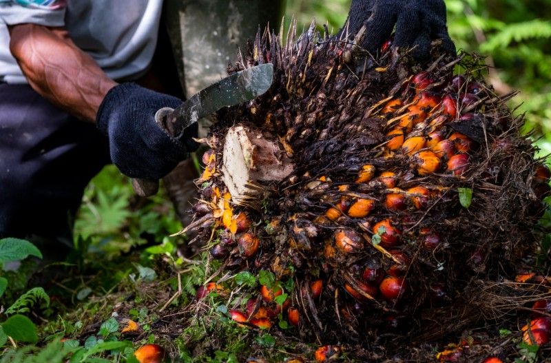 Menjawab Tantangan Traceability di Industri Sawit Nasional