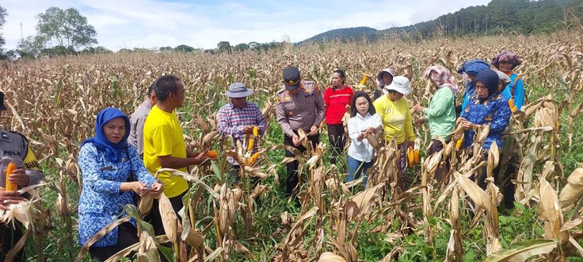 Lahan Tidur Jadi Ladang Emas! Panen Raya Jagung Oleh Polsek Sipirok di Tapanuli Selatan Dukung Swasembada 2026