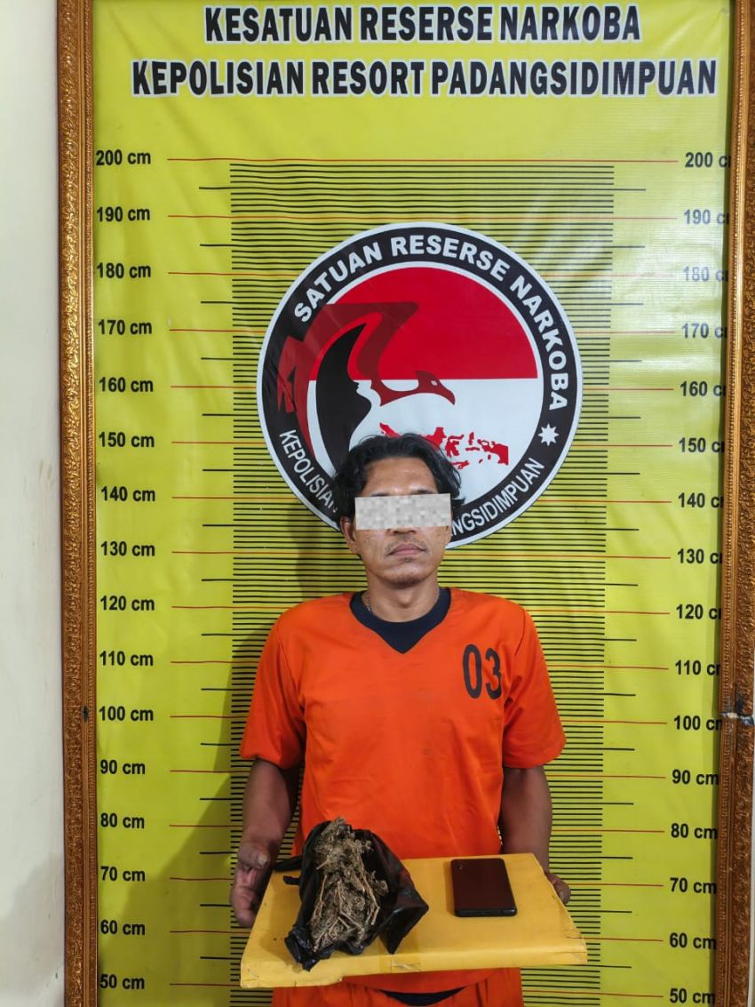 Polisi Amankan 100 Gram Ganja di Tano Bato Padangsidimpuan ,Kapolres AKBP Wira Prayatna Ajak Masyarakat Aktif Laporkan
