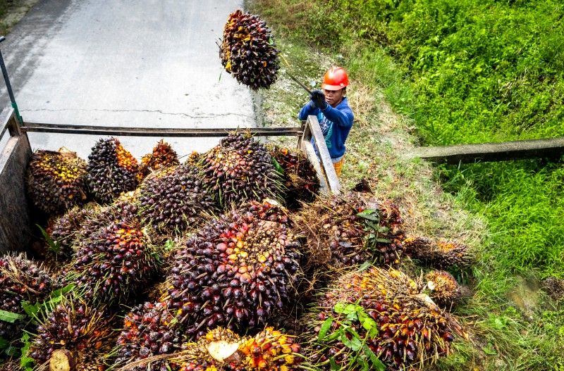 Potensi Besar Industri Sawit Terapkan Model Ekonomi Sirkular
