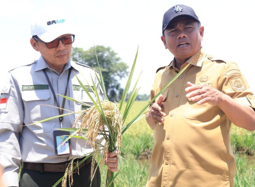 Produktivitas Padi Ditargetkan Naik, Bupati Darma Wijaya Dukung Program PM-AAS di Serg