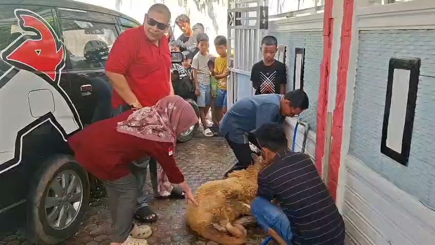 Semangat Berbagi Idul Adha, DPD PSI Asahan Potong Domba Pemberian DPW Sumut untuk Warga Sekitar Kantor
