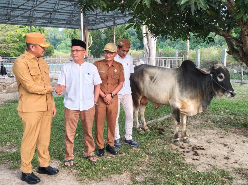 Iduladha 1447 H, Pemkab Madina Distribusikan 18 Hewan Kurban ke Pelosok Desa
