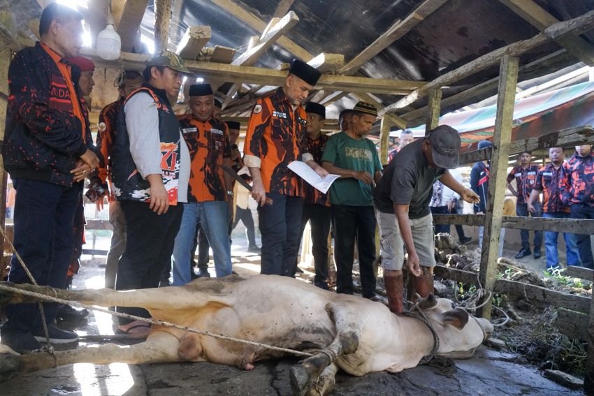 MPW PP Sumut Sembelih 8 Sapi Kurban untuk Warga Pascabanjir di Aceh Tamiang