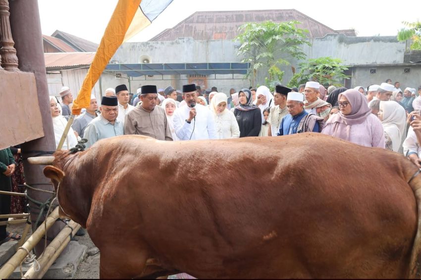 Bupati Madina Sembelih Sapi Kurban Bantuan Presiden Prabowo, Warga Kotasiantar Antusias Saksikan Prosesi