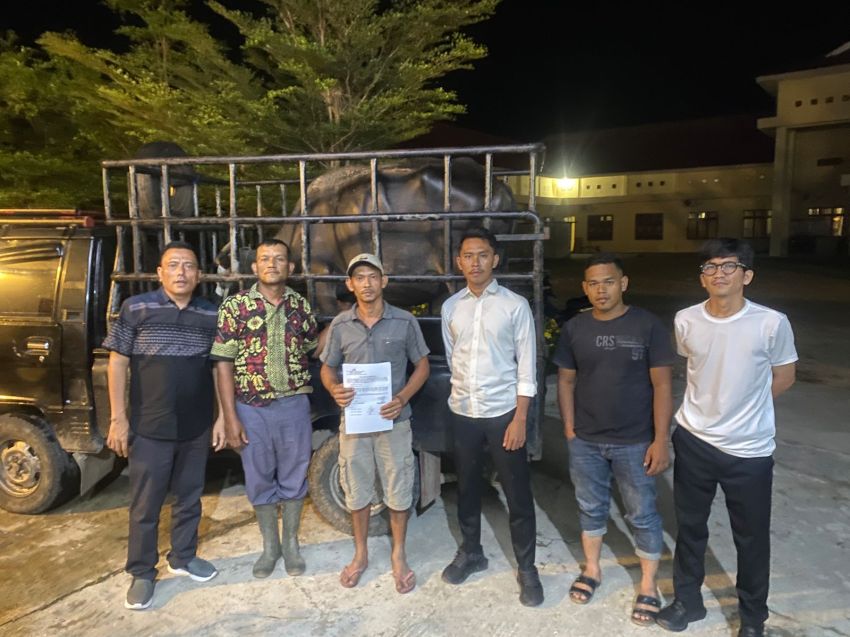 Apes! Kerbau Sudah Diikat dan Ditutup Goni, Maling di Padang Lawas Keburu Ketahuan
