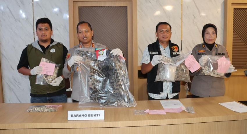 Polres Padangsidimpuan Bongkar Perdagangan Sisik Trenggiling dan Harimau Dahan, Dua Pelaku Ditangkap di Batunadua