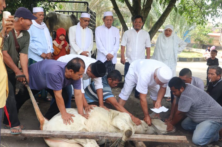 Momen Idul Adha 1447 H di Paluta: Wabup Basri Harahap Berbaur dengan Warga, 7 Sapi Kurban Disalurkan
