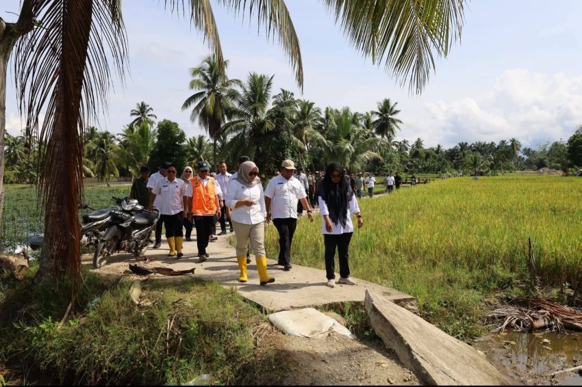 Pulihkan Sawah Terdampak Banjir, Pemkab Madina Kebut Rehabilitasi 25 Hektare di Tangga Bosi III