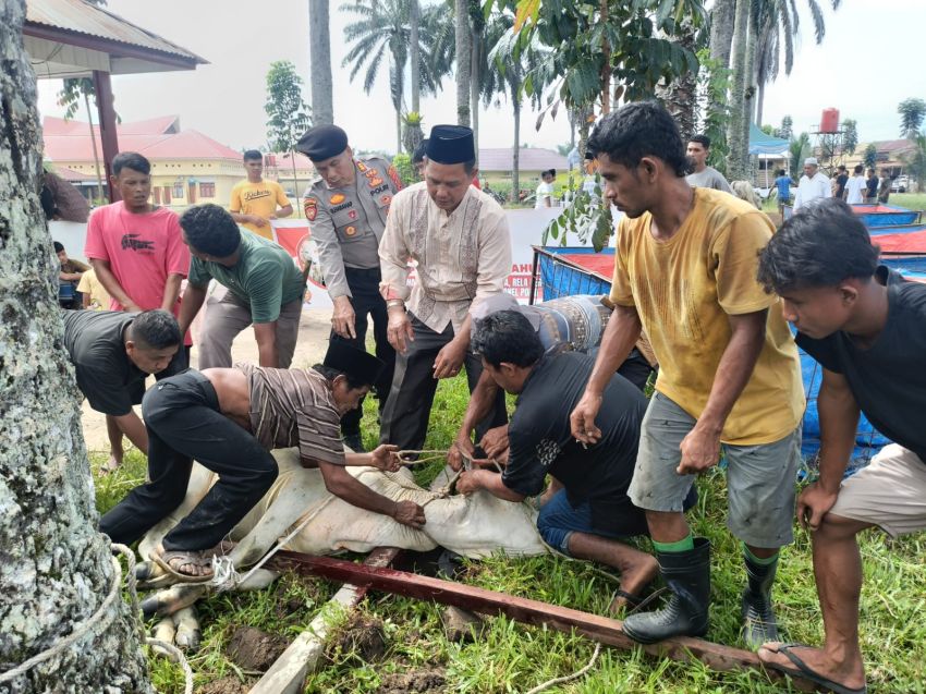 Kurban Polri Presisi! Polres Padang Lawas Bagikan 500 Paket Daging untuk Warga