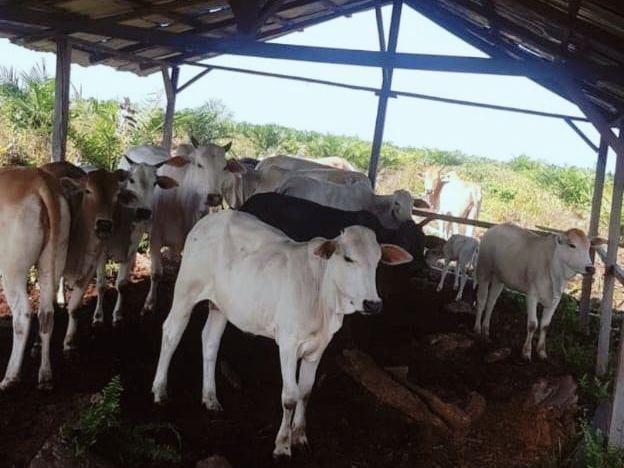 Dugaan Pencurian Ternak di Labuhanbatu, Jefrey Agustono Ariska Bantah Narasi Perampasan Lembu oleh Aparat