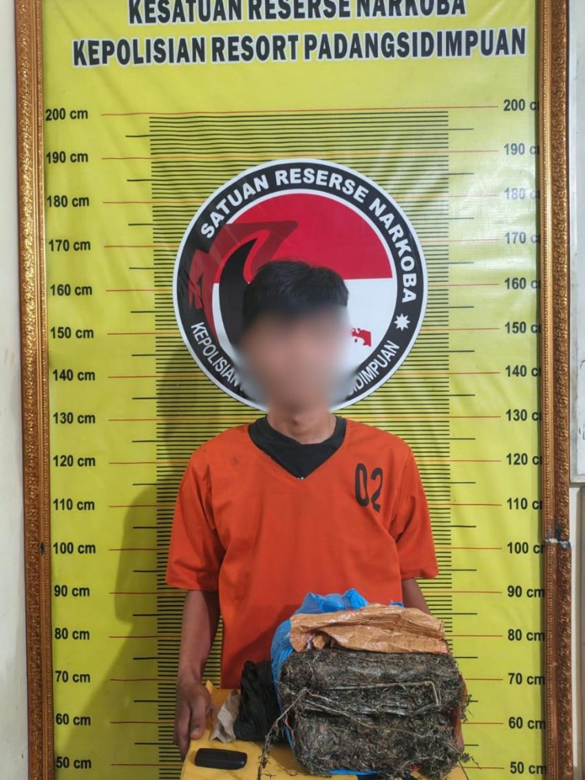 Ops Antik Toba 2026, Satresnarkoba Polres Padangsidimpuan Tangkap Pengedar Ganja di Depan Pajak Buah