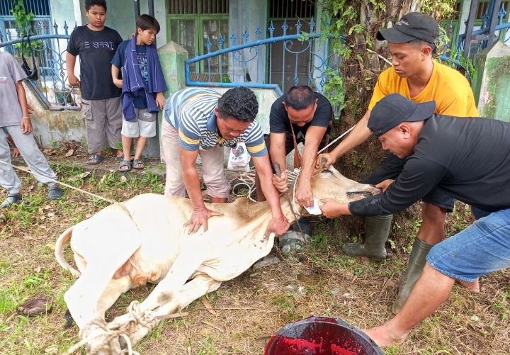 STM Masjid Istiqomah Laksanakan Qurban, Sembelih 5 Ekor Kambing dan 3 Ekor Lembu