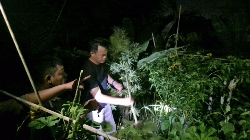 Temukan Tanaman Ganja, Polsek Tanjung Morawa Polresta Deli Serdang Amankan Pelaku