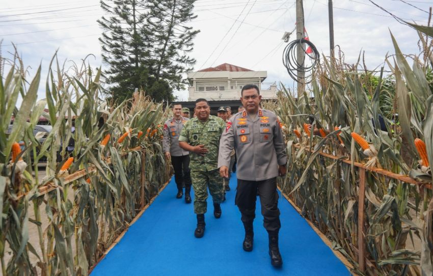 Polda Sumut Ikuti Panen Raya Jagung Serentak Polri Bersama Presiden Prabowo, Dukung Ketahanan Pangan Nasional